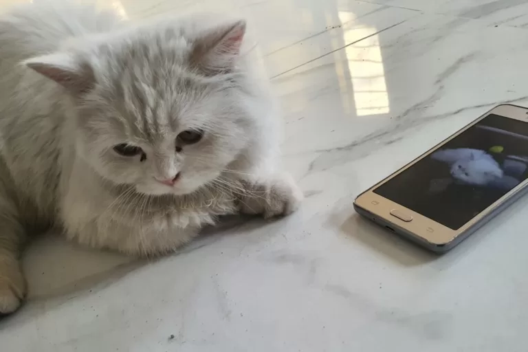 white persian cat not interested in smartphone